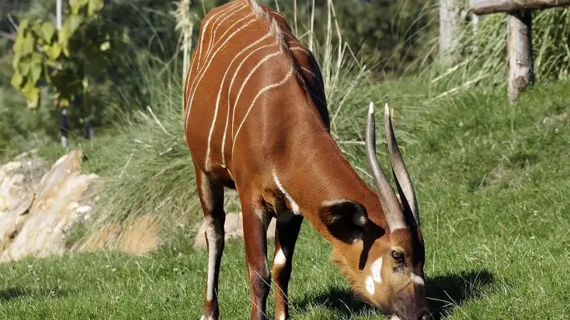 瀕危斑哥條紋羚跨海抵台 台北動物園迎新血助繁衍（示意圖）