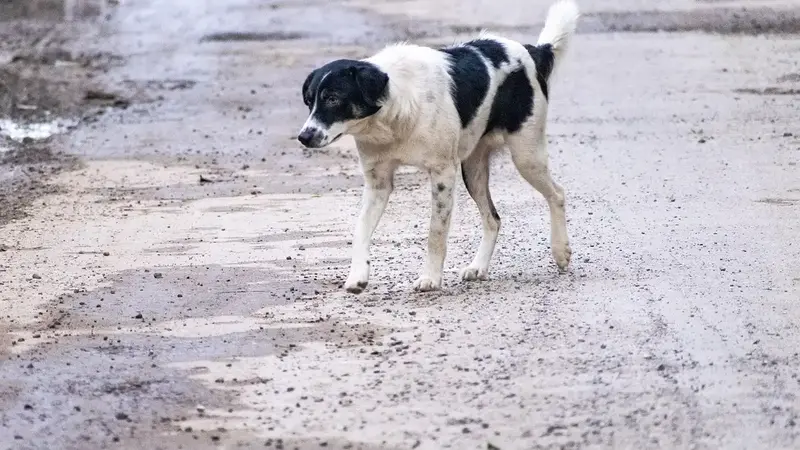 彰化花壇鄉開缺招募犬隻調查員，月薪三萬四千元起跳條件曝光（示意圖）