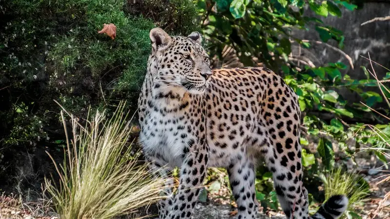 荷蘭動物園驚傳恐怖意外，40年資深女飼養員遭2隻波斯豹撕咬傷重不治（示意圖）