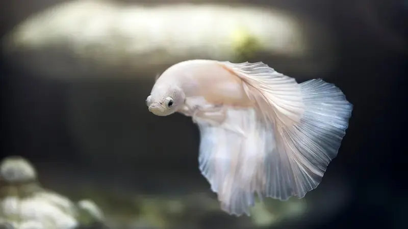 動物救援組織帶十多隻孤兒小貓參觀水族館,背後藏著暖心目的(示意圖)
