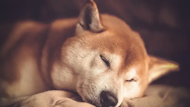 樂天女孩黃禹菡愛犬怕打雷求助熊爸，白噪音成毛小孩安定良方（示意圖）