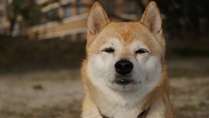 愛犬柚子在日本遭管理室質疑隨地便溺，視網膜寫長信捍衛清白（示意圖）