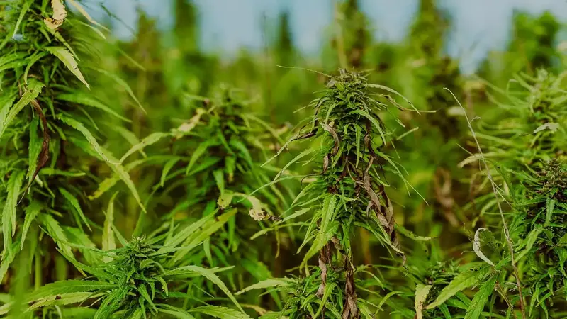 石門山區農場淪毒窟!曾姓父子聘外籍移工栽種逾5百株大麻遭訴(示意圖)
