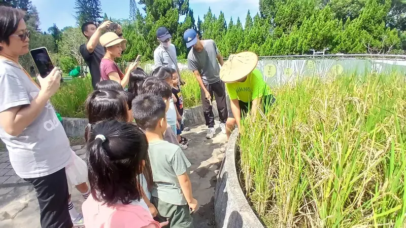 士林雙溪國小辦理割稻體驗,學童赤腳下田認識白飯來源