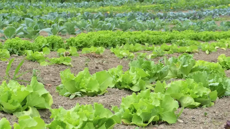 台中農田A菜遭竊！里長急示警：剛噴農藥，千萬別吃（示意圖）