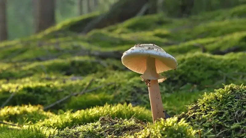 泰雅青年返鄉創業 守護山林竹產與餐桌香菇（示意圖）