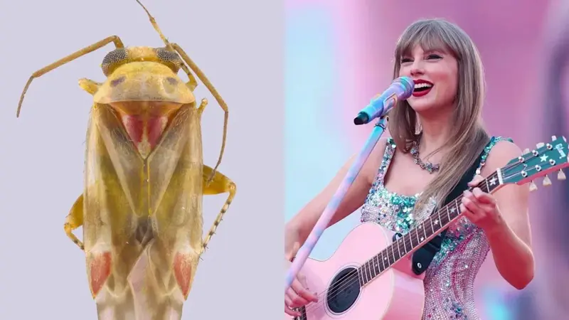 泰勒絲魅力跨足生物界!澳洲新發現植食性昆蟲以「Swiftie」為名