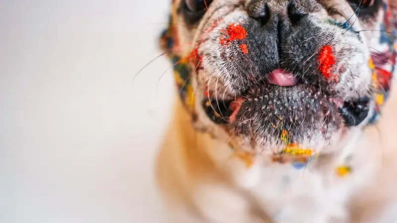 愛犬交給爸媽照顧一週慘變海膽狗!約克夏精緻打扮全消失(示意圖)