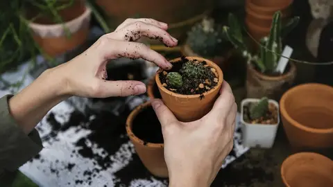 深夜騎車搬走門口綠意，花店盆栽遭竊警方半天火速逮人（示意圖）