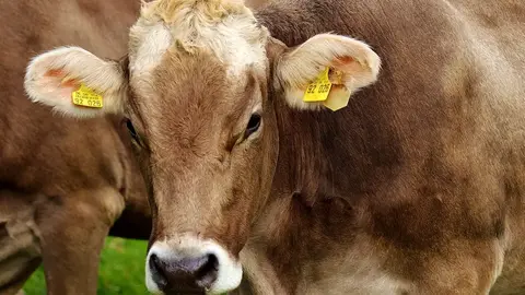 彰化福興穀倉乳牛節登場!免費品嚐國產鮮乳與小饅頭(示意圖)