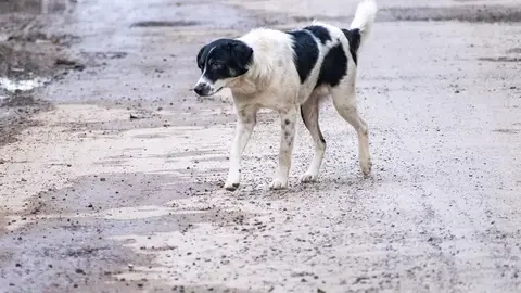 彰化花壇鄉開缺招募犬隻調查員，月薪三萬四千元起跳條件曝光（示意圖）