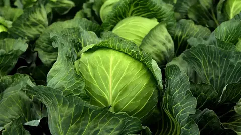 中國「甲醛白菜」疑慮引食安恐慌 營養師授三招安心吃菜撇步（示意圖）