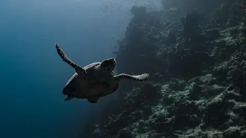強化南海與離島生態守備，海管處結盟三大學研重鎮推動保育合作（示意圖）