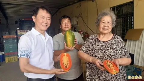 苗栗後龍紅妃木瓜吹海風帶天然鹹味 遇雨減產三成價格維持不變