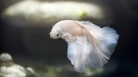 動物救援組織帶十多隻孤兒小貓參觀水族館，背後藏著暖心目的（示意圖）