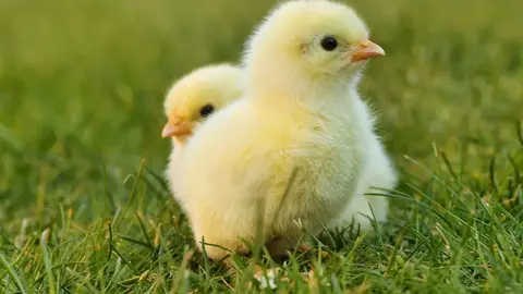 小公視兒童紀實節目推第二季，全台十三組牧場小主人解鎖艱難動物任務（示意圖）