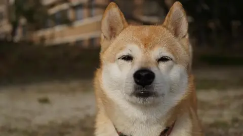 愛犬柚子在日本遭管理室質疑隨地便溺，視網膜寫長信捍衛清白（示意圖）