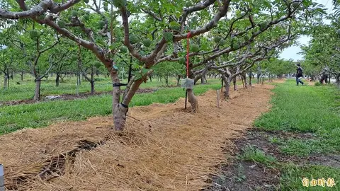 稻草變身綠色黃金！台東改良場研發新技術 減化肥、抑雜草還能增產
