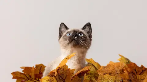 山豬吊金屬套索變救命神索！瑞芳動物之家巧妙救出深陷不鏽鋼柱黑白幼貓（示意圖）