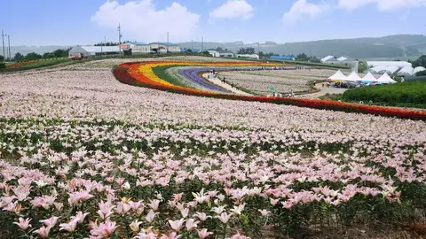 三麗鷗登陸新社花海展區，七大人氣角色齊聚打造甜點王國（示意圖）
