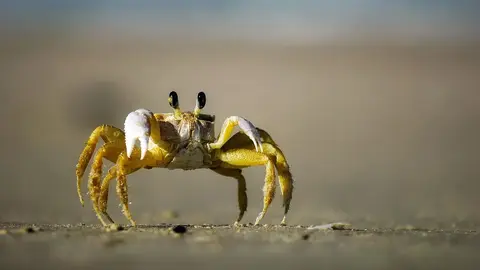 海鮮驚見「神聖浮雕」？三點蟹蟹膏現人形輪廓 引網朝聖（示意圖）