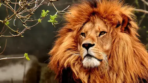 山東動物園非洲獅瘦成皮包骨引發虐待疑慮，園方出面回應真實年齡與身體狀況（示意圖）