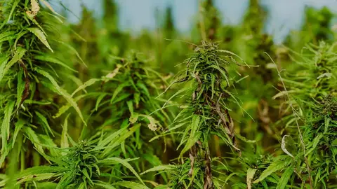 石門山區農場淪毒窟!曾姓父子聘外籍移工栽種逾5百株大麻遭訴(示意圖)