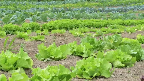 台中農田A菜遭竊！里長急示警：剛噴農藥，千萬別吃（示意圖）