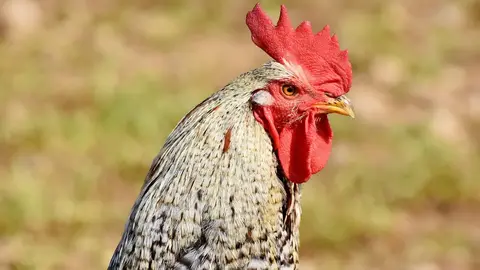 桃園睽違八年再傳禽流感！大園一處畜牧場確診 H5N1 撲殺兩千多隻珍珠雞（示意圖）