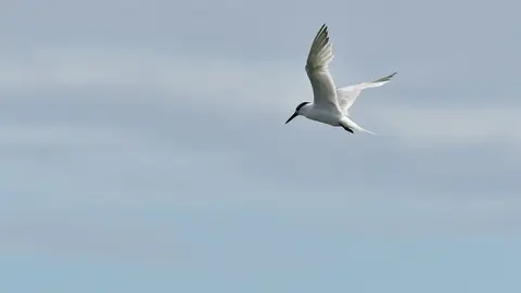 桃園大園禽場確診H5N1 桃市府啟動5公里內養禽場監測（示意圖）