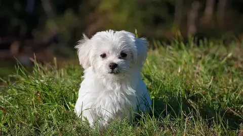 創作歌手曾愷妤為愛犬厭食煩惱，求助專家找出拒食真相（示意圖）